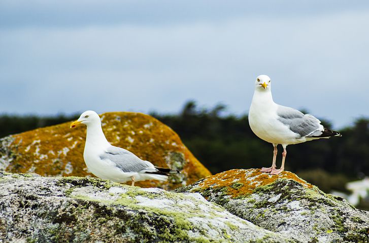 The brief: biodiversity crisis