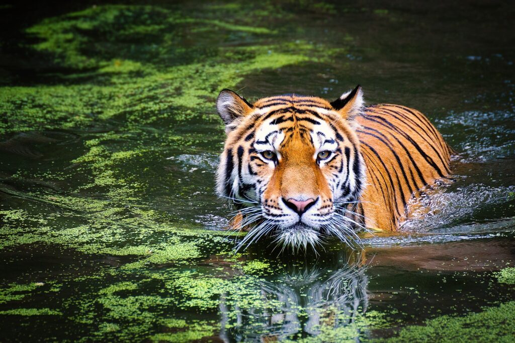 Ecosistemi naturali: declino pericoloso della fauna selvatica a livello globale