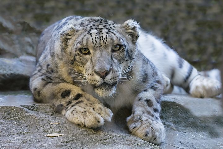 Lo stato di salute della Terra e le specie a rischio