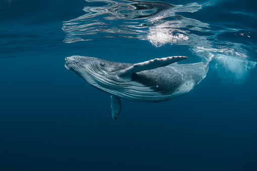 The importance of oceans in the UN Agenda