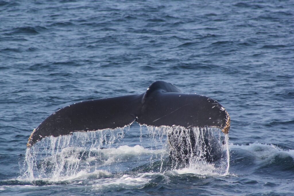 Biodiversità marina alla riscossa: scoperta una nuova specie di balena