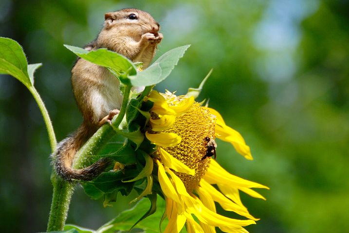 La strategia per la biodiversità dell’Unione Europea per il 2030