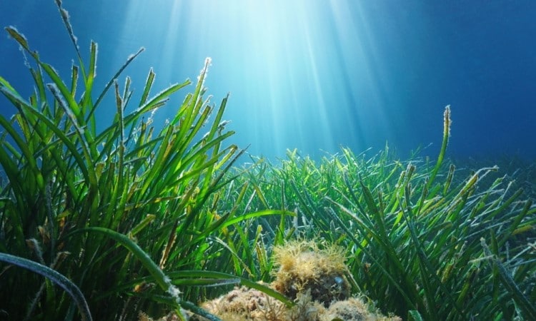 Anche le mascherine abbandonate nei mari di tutto il mondo minacciano le specie marine