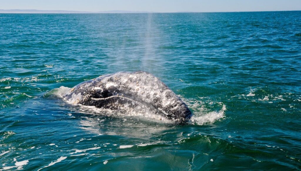 Il misterioso viaggio della balena grigia: nel Mediterraneo dall’Atlantico?