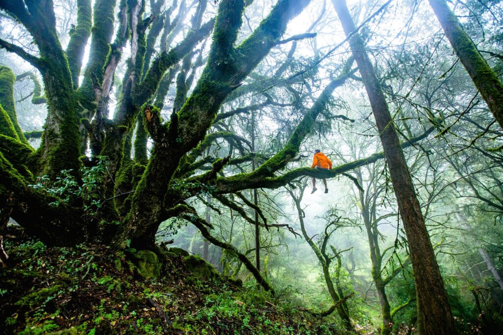 Foreste tropicali: ogni cittadino dei Paesi del G7 “consuma” 4 alberi l’anno