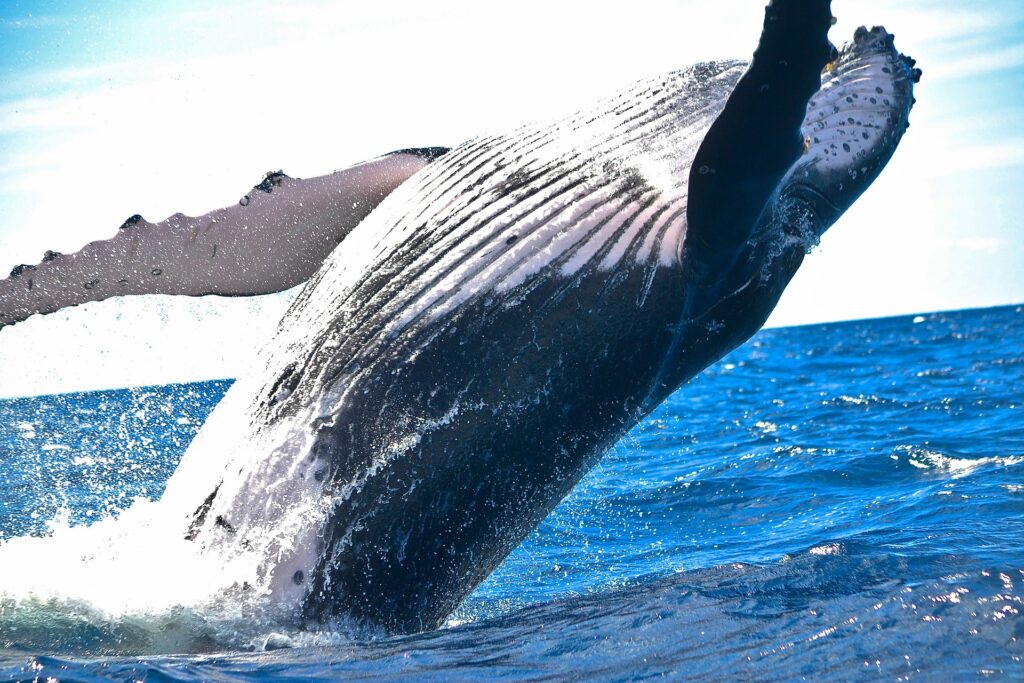 Allarme degli scienziati: balene e delfini europei a rischio estinzione