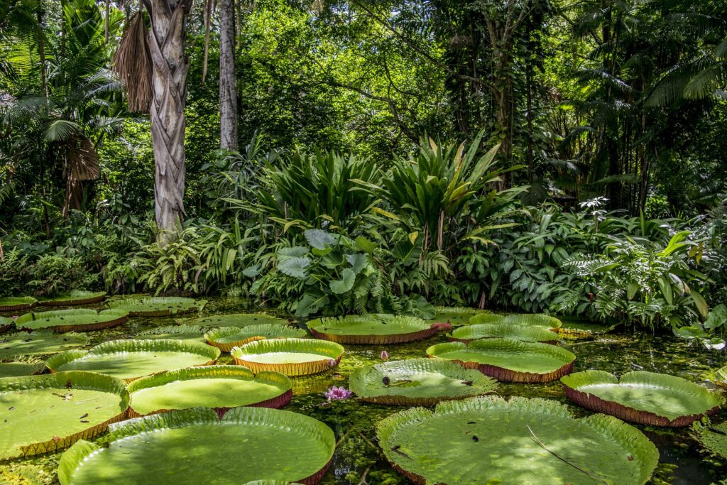 Giornata Mondiale dell’Ambiente: il 5 giugno prende il via decennio per ripristinare gli ecosistemi distrutti