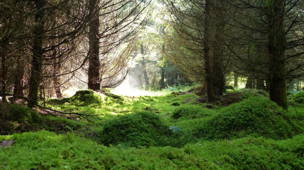 Biodiversità e alberi: lo studio