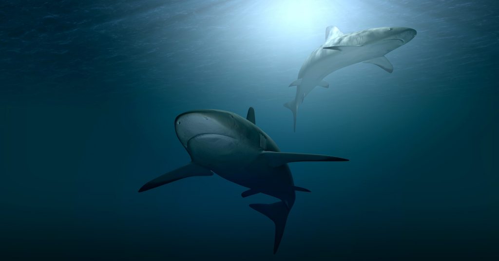 Shark Week 2021: gli squali sono fondamentali per la salute degli oceani ma la loro sopravvivenza è fortemente a rischio