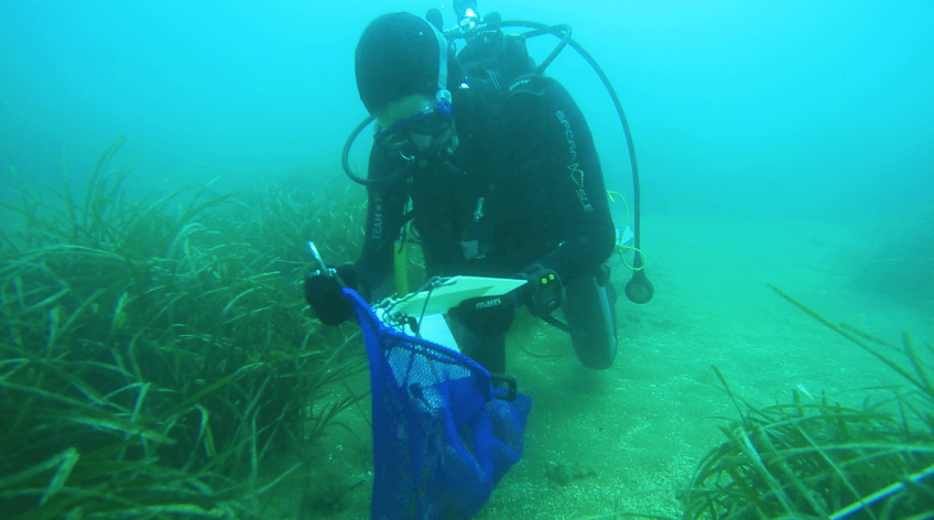 Posidonia oceanica: un documentario ISPRA fa il punto su 20 anni di trapianti