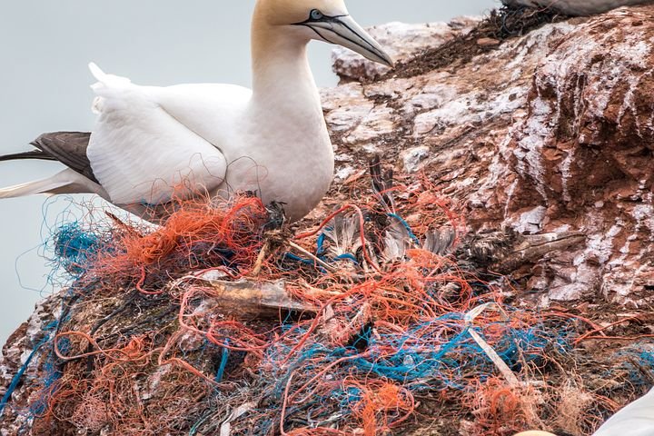 Reti e attrezzi da pesca abbandonati sono una minaccia per la biodiversità