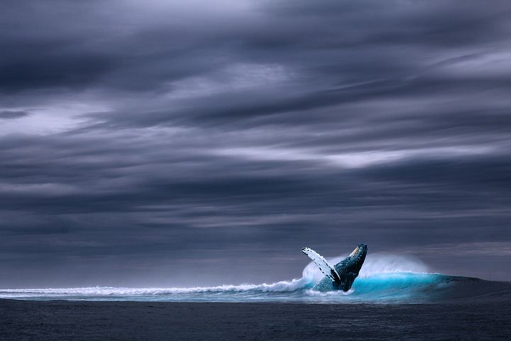 Mattanza di cetacei e tradizioni