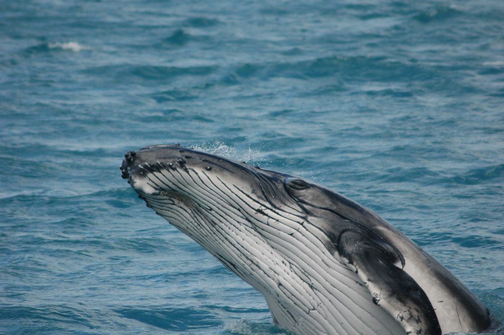 Un insolito viaggio tra le meravigliose creature che popolano il Mediterraneo,  sempre più minacciato