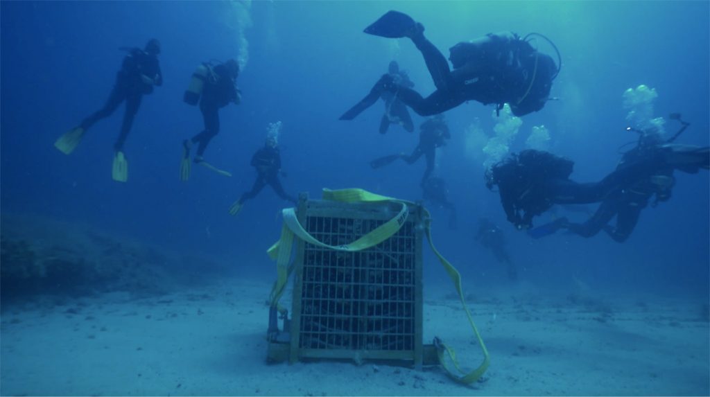 Vino del mare: ad Alghero, il primo vino affinato sott’acqua