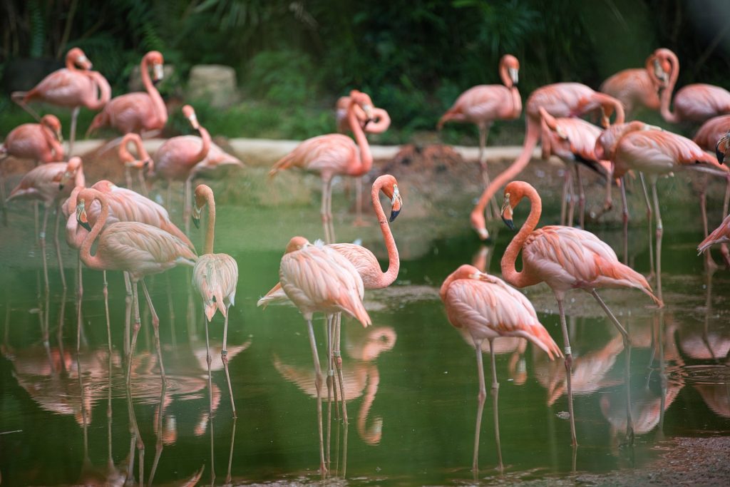 Adotta un fenicottero: iniziativa del Parco del Delta del Po per tutela biodiversità