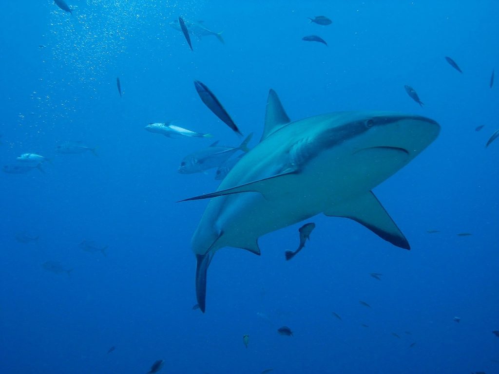 Fermare la strage degli squali: al via la campagna europea contro pesca illegale e commercio delle pinne