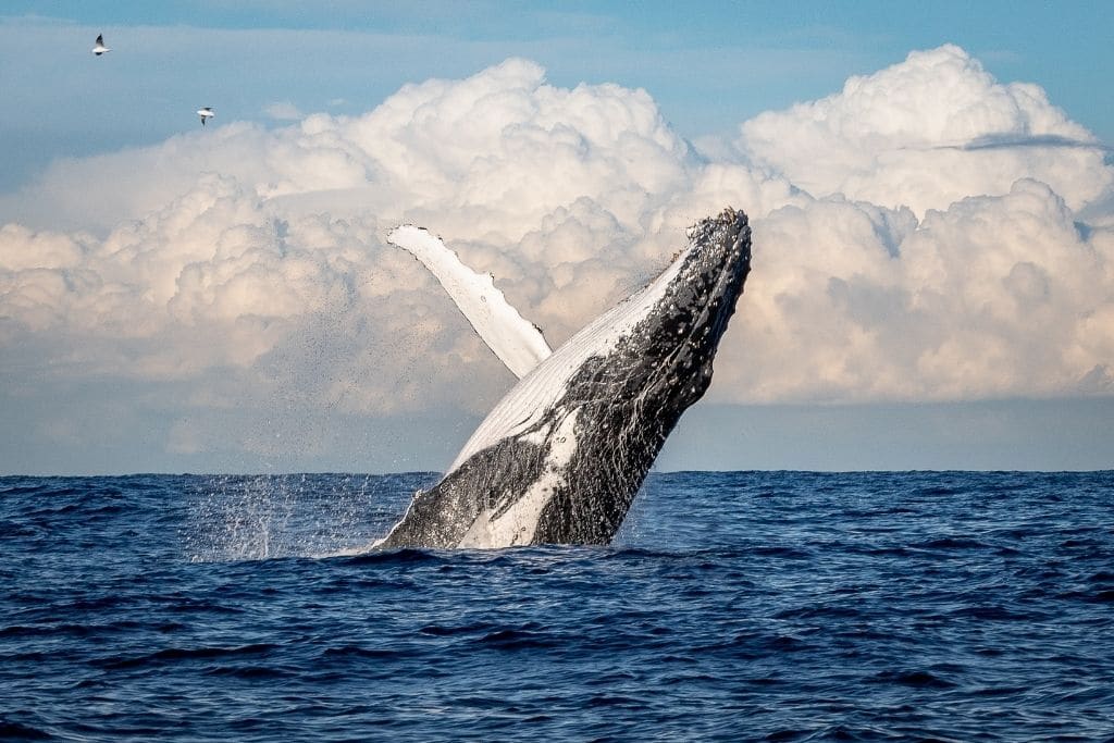 Le megattere in Australia non sono più una specie a rischio: ma non bisogna abbassare la guardia