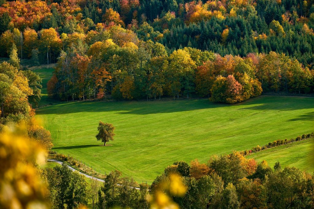 Giornata Internazionale delle Foreste: il 21 marzo è la giornata dedicata al patrimonio “verde”