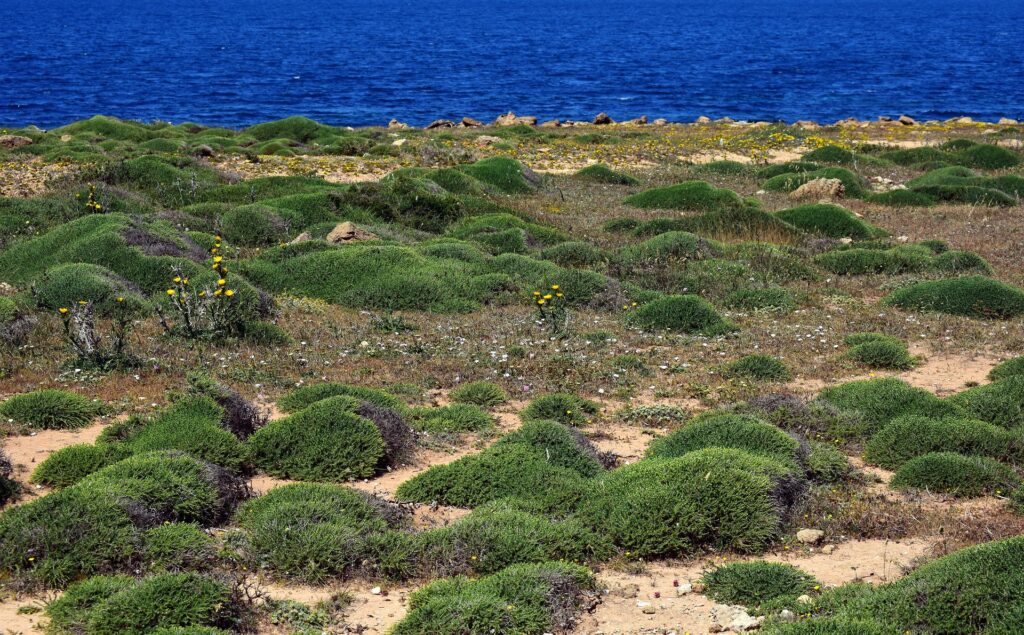 Nasce il primo Centro di Ricerca italiano sulla Biodiversità, coordinato dal Cnr